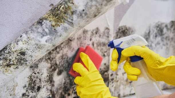 Mold removal